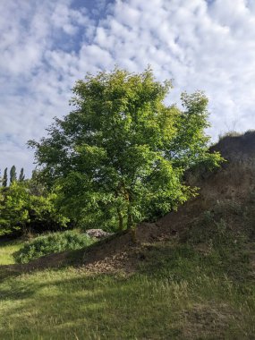Ağacı ve dağı olan güzel bir manzara.