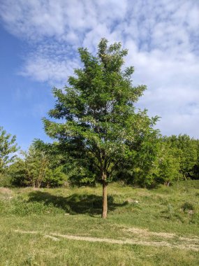 Ağaçları ve yeşil otları olan güzel bir manzara.