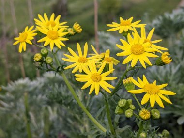 Bahçedeki sarı çiçekler