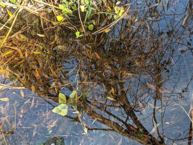 Ormanın güzel manzarası