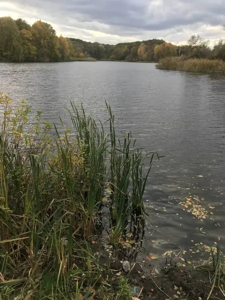 Ormanda gölü olan güzel bir manzara.