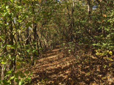 Renkli ağaçlarla dolu güzel sonbahar manzarası