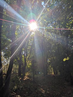 Parktaki güzel sonbahar ormanı