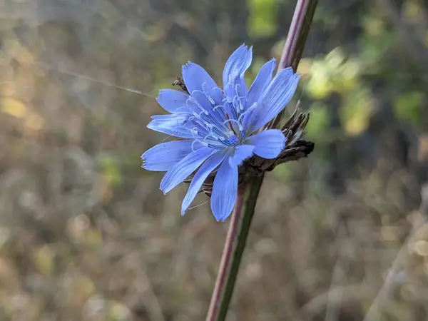 Bahçedeki mavi çiçek