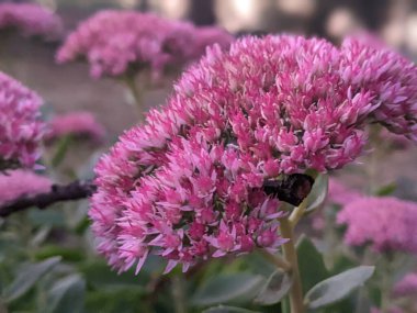 Bahçedeki güzel çiçekler