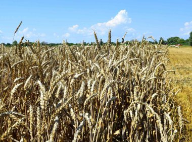 Altın buğday tarlası, hasat, kırsal alan