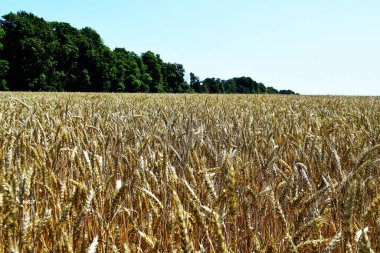 Kırsal Arjantin 'deki altın buğday tarlaları