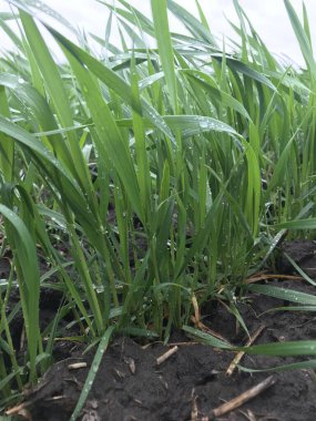 Bahçedeki yeşil çimenler