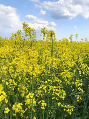 Mavi gökyüzü ve bulutlarıyla güzel sarı bir tarla.