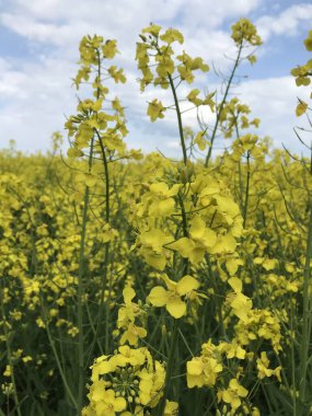 Bahçedeki güzel çiçekler