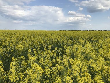 Yeşil çimenli sarı tarla