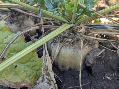 Bahçede lahana yetişiyor.