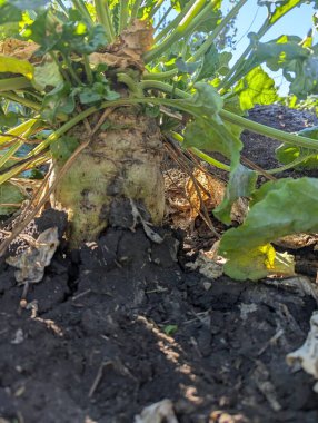 young man growing in the garden