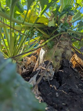 Bahçede büyüyen genç yeşil lahana