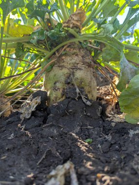 Bahçede yeşil lahana