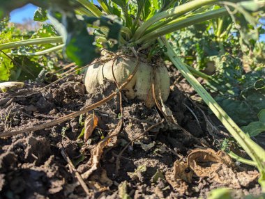 Bahçede taze organik yeşil lahana
