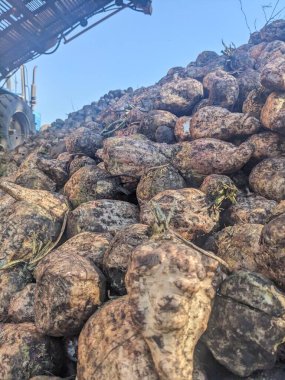 Mavi gökyüzü ile eski paslı metal çatı