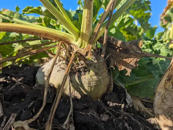 Bahçede yetişen yeşil yapraklar.