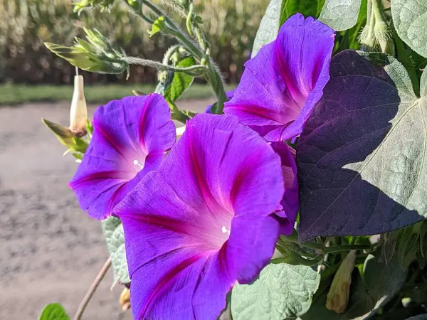 Bahçedeki güzel çiçekler