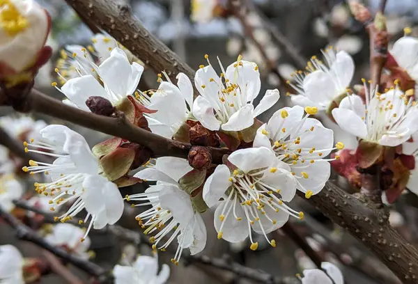 Güzel botanik fotoğrafı, doğal duvar kağıdı.