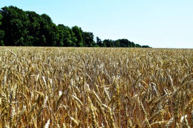 Kırsalda buğday tarlası
