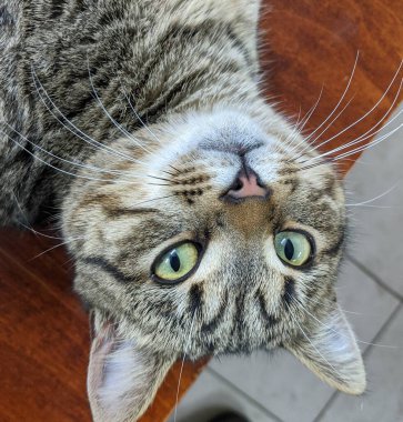 Kapalı - siyah gözlü kedi gözü manzarası.