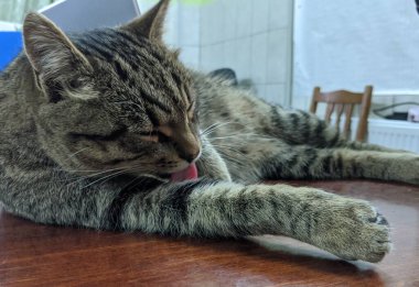 Şirin bir kedinin portresi