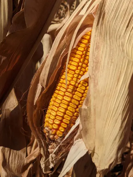 Olgun mısır tarlasında