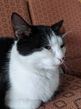 Kedi, siyah beyaz bir kedi, yatağını çok güzel bir şekilde odaya kurmuş. Nazikçe ve sessizce mırıldanıyor