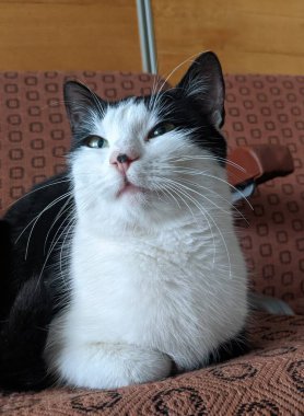 Kedi, siyah beyaz bir kedi, yatağını çok güzel bir şekilde odaya kurmuş. Nazikçe ve sessizce mırıldanıyor