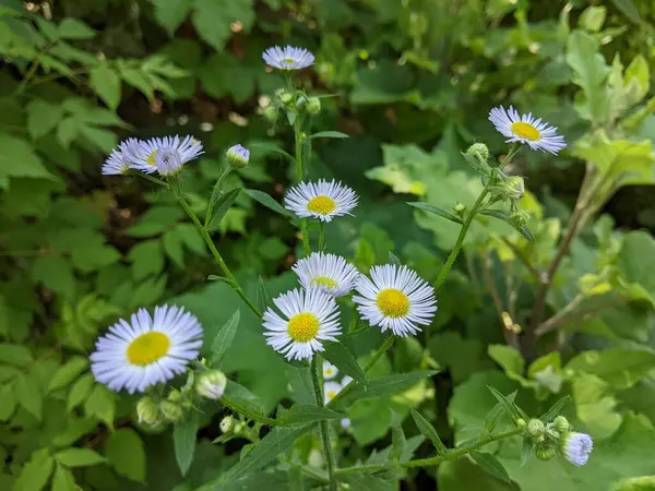 Aistra Tatarska santrali çiçek açıyor. Yaz çiçeklerin krallığıdır. Pek çoğu, çılgınlar gibi büyüyor, çeşitliliği ve çeşitliliği ile dekoratif olanlardan daha az etkileyici değiller. Tatar makinası ve