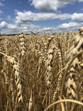 Kış buğdayı. Cızırdayan yaz güneşinin altında uçsuz bucaksız ekmek tarlaları uzanıyor. Harman başlamadan önce buğday taneleri dökülür, hasat edilir.