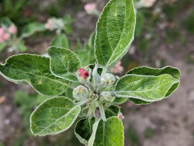 Elma ağacı çiçek açıyor. Bahçe ürünleri. Bahar. Nisan. Dallarda ilk tomurcuklar var, hala küçükler, ama halihazırda hoş ve narin bir açık pembe tonu var - bahçenin ekilmiş elma ağacının gelecekteki büyük çiçeği.