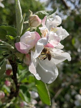 Arı, elma ağacının çiçeklerini, meyve çeşitlerini tozlaştırır. Baharda, baharın hüküm sürdüğü bahçede, bahçelerde, meyve bahçelerinde, çalıların ve ağaçların her çiçeği arıların dikkatini çeker.. 