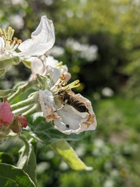 Arı, elma ağacının çiçeklerini, meyve çeşitlerini tozlaştırır. Baharda, baharın hüküm sürdüğü bahçede, bahçelerde, meyve bahçelerinde, çalıların ve ağaçların her çiçeği arıların dikkatini çeker.. 