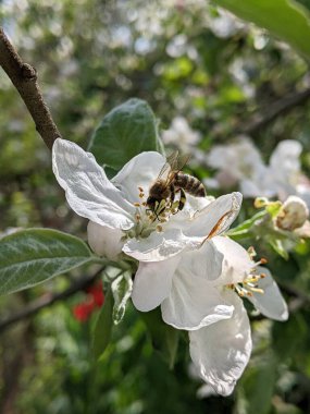 Arı, elma ağacının çiçeklerini, meyve çeşitlerini tozlaştırır. Baharda, baharın hüküm sürdüğü bahçede, bahçelerde, meyve bahçelerinde, çalıların ve ağaçların her çiçeği arıların dikkatini çeker.. 