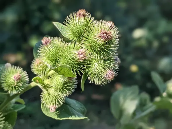 Burdock bitkisinin çiçeklenmesinden sonra dikenli meyveler, normal ya da büyük. Geniş yaprakları ve güçlü gövdesi olan devasa bir bitki. Ne ekersen biçersin, ne biçersen biçersin, ne biçersen biçersin, ne biçersen biçersin.. 
