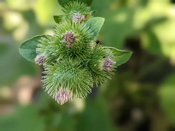 Burdock bitkisinin çiçeklenmesinden sonra dikenli meyveler, normal ya da büyük. Geniş yaprakları ve güçlü gövdesi olan devasa bir bitki. Ne ekersen biçersin, ne biçersen biçersin, ne biçersen biçersin, ne biçersen biçersin.. 