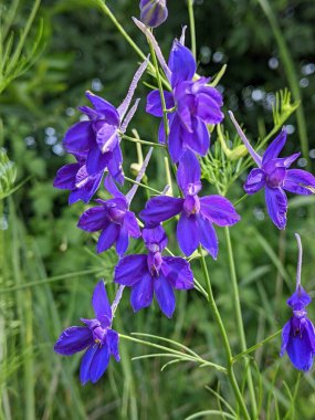 Arazi baltaları. Çiçeklerin mavi gökyüzünü etkileyen doğal yabani otlar. Ve ayrıca, bir bitkidir - faydaları vardır, halk ve geleneksel tıpta ilaç hazırlamak için kullanılır.