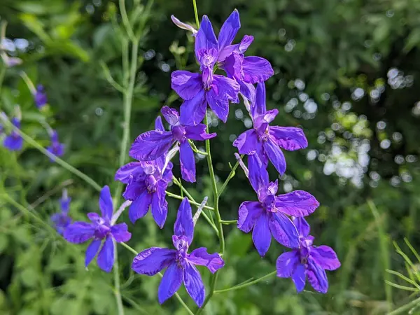 Arazi baltaları. Çiçeklerin mavi gökyüzünü etkileyen doğal yabani otlar. Ve ayrıca, bir bitkidir - faydaları vardır, halk ve geleneksel tıpta ilaç hazırlamak için kullanılır.