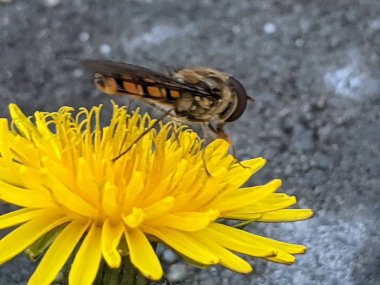 Çiçekteki böcekler. Makro fotoğraf. Yaz döneminin parlak minyatürleri, parlak ve güzel kokulu çiçeklerin böcek tozlaşması. Nektar toplanıyor