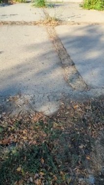 Ormanda göl kenarında bir gezi. Rüzgarsız sıcak bir yaz. İlham veren küçük bir yolculuk. Doğa, orman çiftlikleri, su aynası, ufuk çizgileri çalışmadan sonra olumlu duygularla zenginleşir.