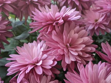 Kasımpatı. Kasımpatı, bahçelerde, çiçeklerde ve dekoratif bitkilerde kırmızının yumuşak tonlarında açar. Bu renk dekoratif sanatlarda yaygın olan tonlardan biridir.