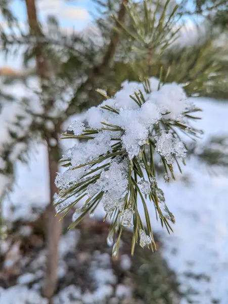 Çam dallarındaki ilk kar. Yeşil bir ağacı beyaz karla kaplamıştı.