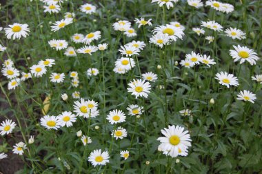 Beyaz, parlak güzelliği ile eşsiz olan papatya çiçeği, bitkisel dünyasında hafif etkisiyle tanınan bir çiçektir. Papatya çayı ve çiçeklerin karışımı olarak sıklıkla hazırlanır.