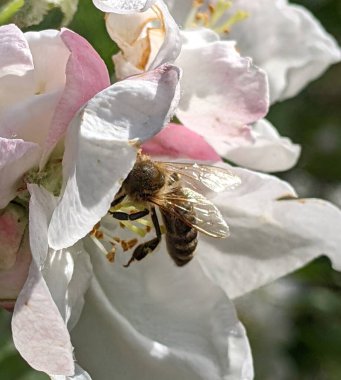 Bahçedeki çiçekte bir arı. Bahar güzelliği - meyve ağaçlarının çiçeklerinin arıları tarafından tozlaşma dönemi, fotoğraftaki gibi.