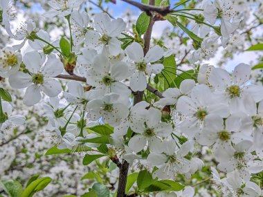 Bahar. Kiraz çiçekleri çiçek açıyorlar. İlkbaharda meyve bahçeleri, bahçeler, bahçeler ve park alanları ilk parlak beyaz çiçeğin tadını çıkarırlar. Çiçekler arasında kırmızı kiraz da var.