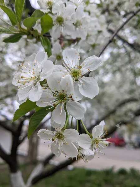 Bahar. Kiraz çiçekleri çiçek açıyorlar. İlkbaharda meyve bahçeleri, bahçeler, bahçeler ve park alanları ilk parlak beyaz çiçeğin tadını çıkarırlar. Çiçekler arasında kırmızı kiraz da var.