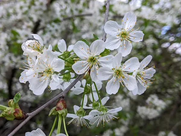 Bahar. Kiraz çiçekleri çiçek açıyorlar. İlkbaharda meyve bahçeleri, bahçeler, bahçeler ve park alanları ilk parlak beyaz çiçeğin tadını çıkarırlar. Çiçekler arasında kırmızı kiraz da var.