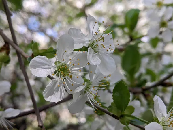 Bahar. Kiraz çiçekleri çiçek açıyorlar. İlkbaharda meyve bahçeleri, bahçeler, bahçeler ve park alanları ilk parlak beyaz çiçeğin tadını çıkarırlar. Çiçekler arasında kırmızı kiraz da var.
